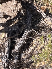 Aspidoscelis sonorae