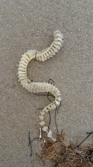 Sinistrofulgur pulleyi