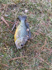 Lepomis gibbosus × cyanellus