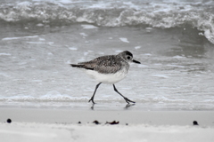 Pluvialis squatarola