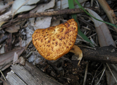 Polyporus decurrens