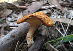 Polyporus decurrens
