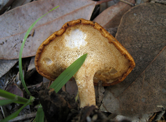 Polyporus decurrens