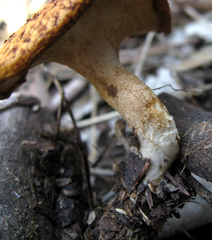 Polyporus decurrens