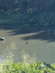 Gallinula tenebrosa tenebrosa