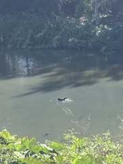 Gallinula tenebrosa tenebrosa