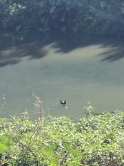 Gallinula tenebrosa tenebrosa