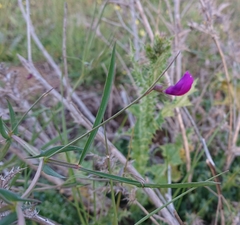 Lathyrus angulatus