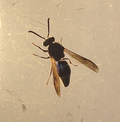 Anterhynchium flavomarginatum