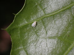 Trialeurodes abutiloneus