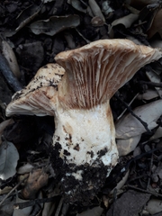 Lactarius acerrimus