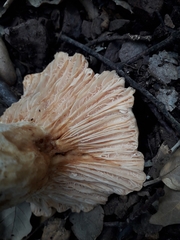 Lactarius acerrimus