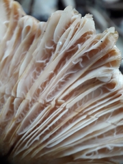 Lactarius acerrimus