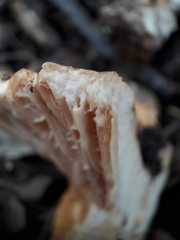Lactarius acerrimus