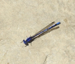 Argia extranea