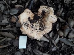 Lactarius acerrimus