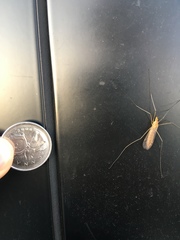 Nephrotoma ferruginea