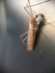 Nephrotoma ferruginea