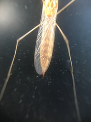 Nephrotoma ferruginea