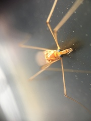 Nephrotoma ferruginea