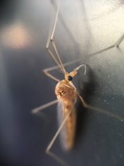 Nephrotoma ferruginea