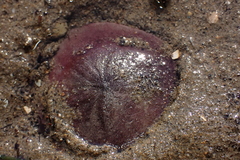Dendraster excentricus image