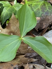 Trillium erectum