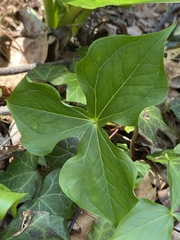 Trillium erectum