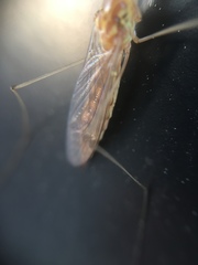 Nephrotoma ferruginea