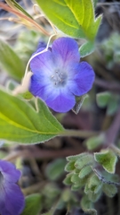 Phacelia davidsonii