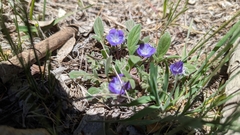 Phacelia davidsonii