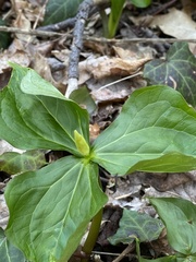 Trillium erectum