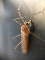 Nephrotoma ferruginea