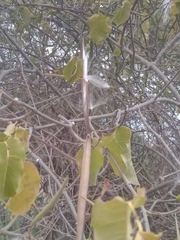 Pentopetia