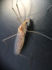 Nephrotoma ferruginea