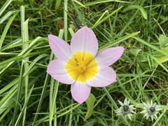 Tulipa saxatilis