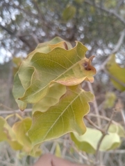 Pentopetia