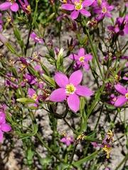Zeltnera arizonica