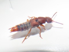 Platydracus cinnamopterus