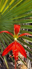 Sprekelia