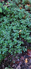 Pilea elliptica