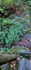 Pilea elliptica