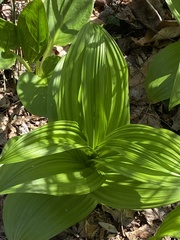 Veratrum viride viride