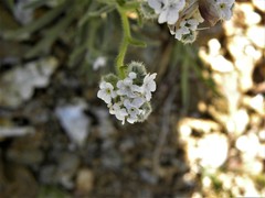 Cryptantha muricata