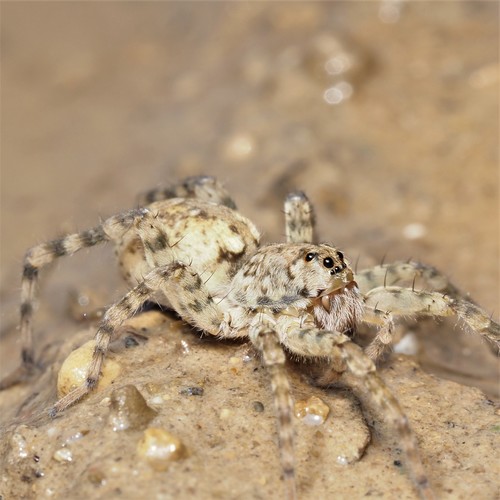 Shoreline Wolf Spider
