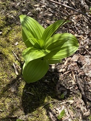 Veratrum viride viride