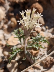 Chaenactis macrantha