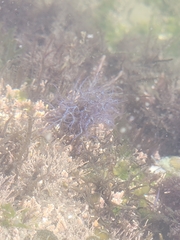 Chondria