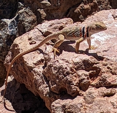 Crotaphytus nebrius