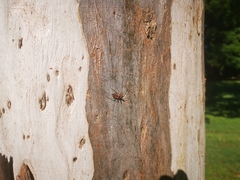 Havinthus rufovarius